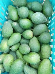 Hass-Avocado Marokko: Premium B2B Direktimport (Kal. 14-16)